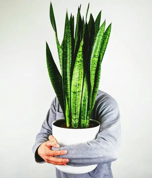 how big does a snake plant get