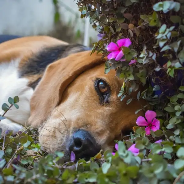 how dogs interact with croton plants