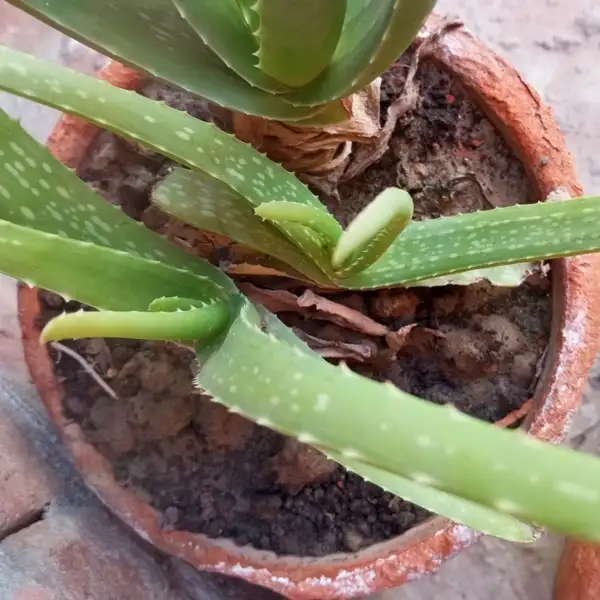 how long do aloe vera flowers last