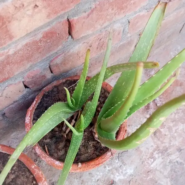 how much light does an aloe vera plant need