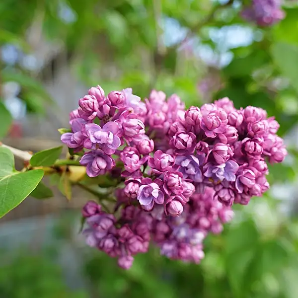 how much sunlight lilacs need in a day