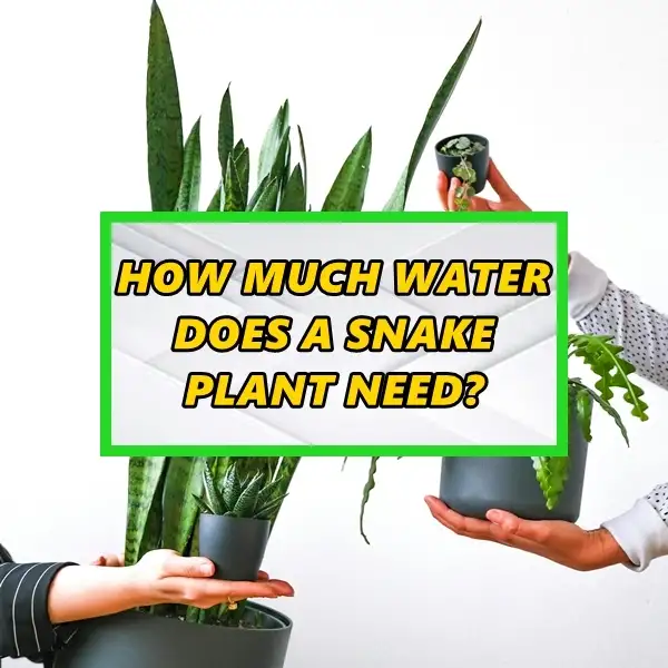 how much water does a snake plant need