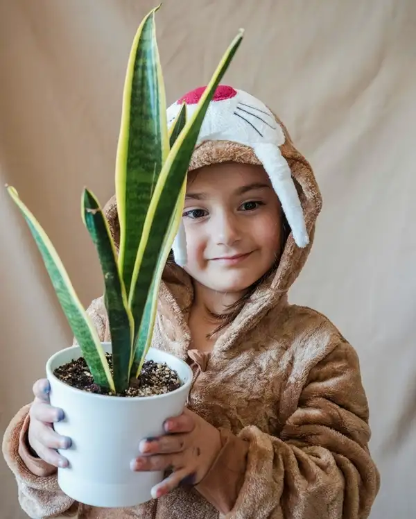 how much water does a snake plant need