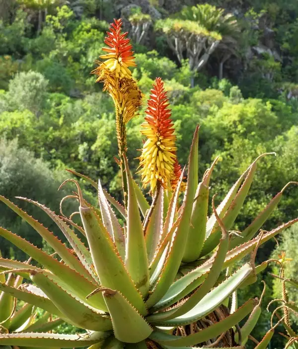 how often do aloe vera plants bloom