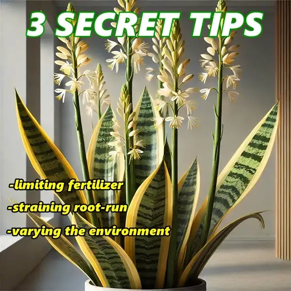 how often do snake plants flower