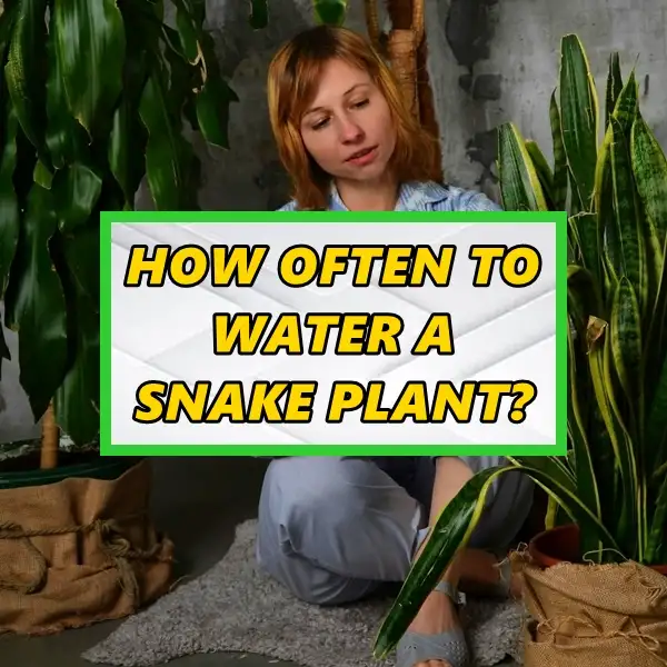 how often to water a snake plant best watering schedule