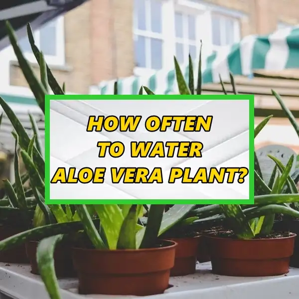 how often to water aloe vera plant