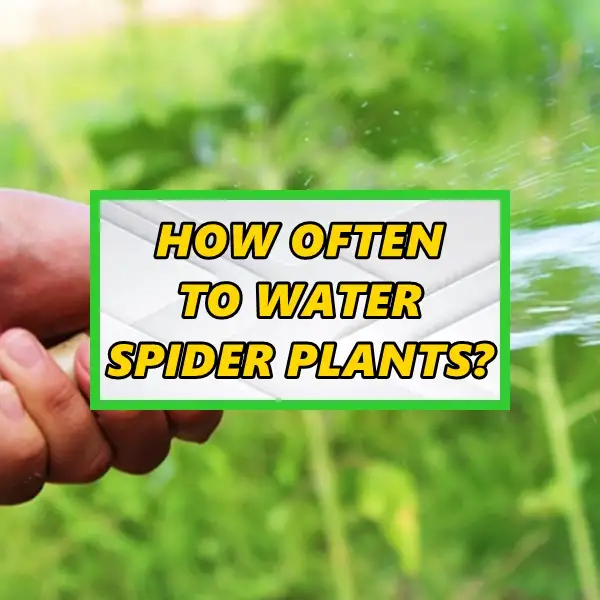 how often to water spider plants – a when and how guide