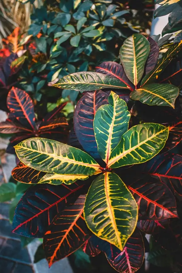 how tall can your croton grow