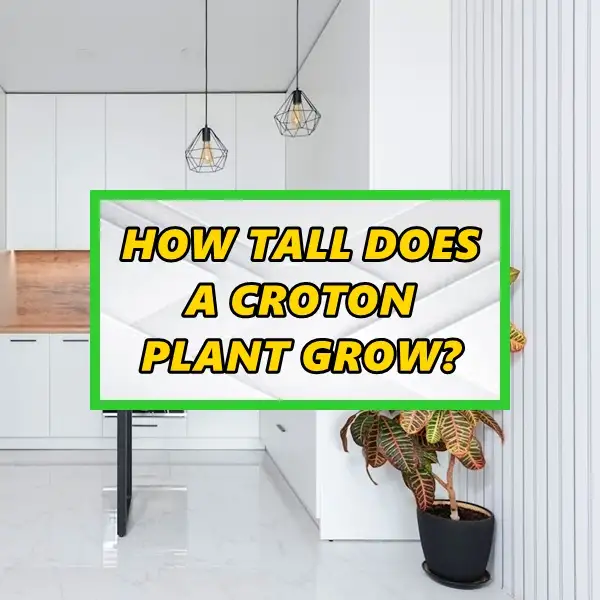 how tall does a croton plant grow all factors that affect