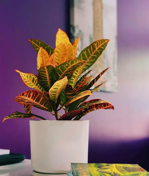 how tall does a croton plant grow