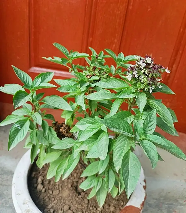 how to care for a basil plant