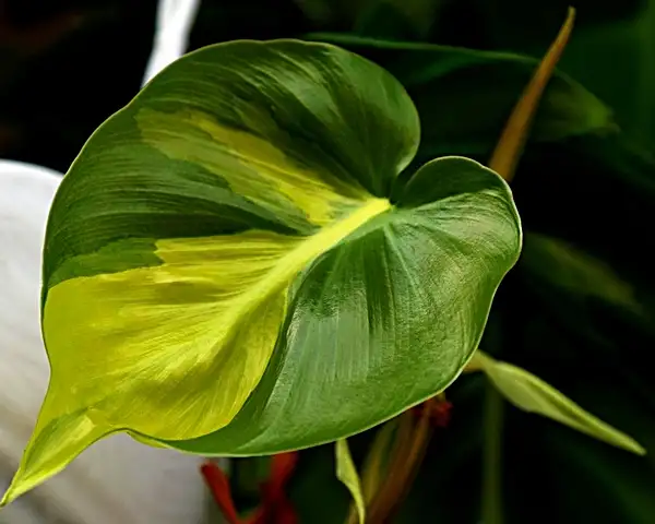 how to care for a philodendron plant