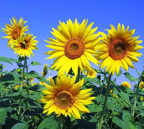 how to care for a sunflower