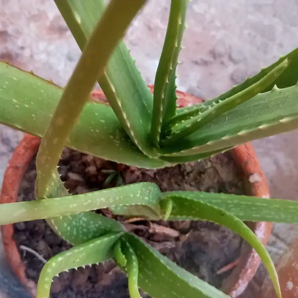 how to care for aloe vera plant