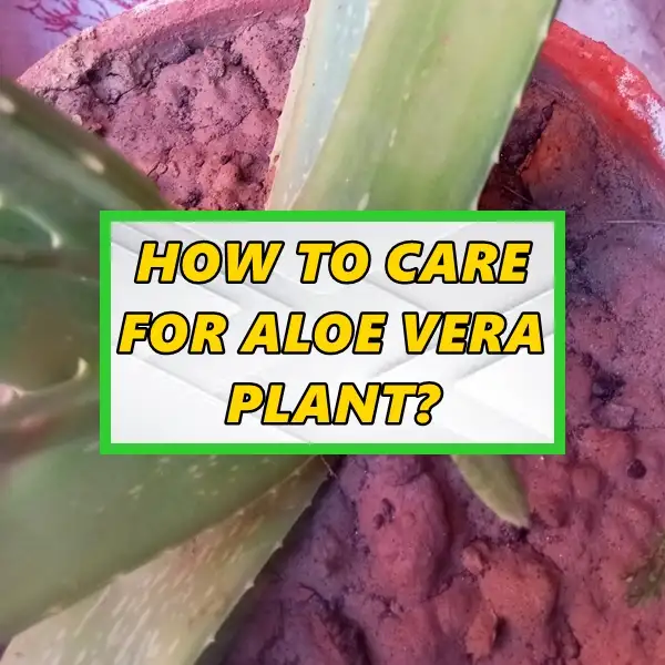 how to care for aloe vera plant