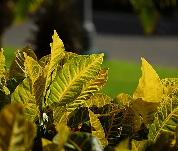 how to care for croton plants