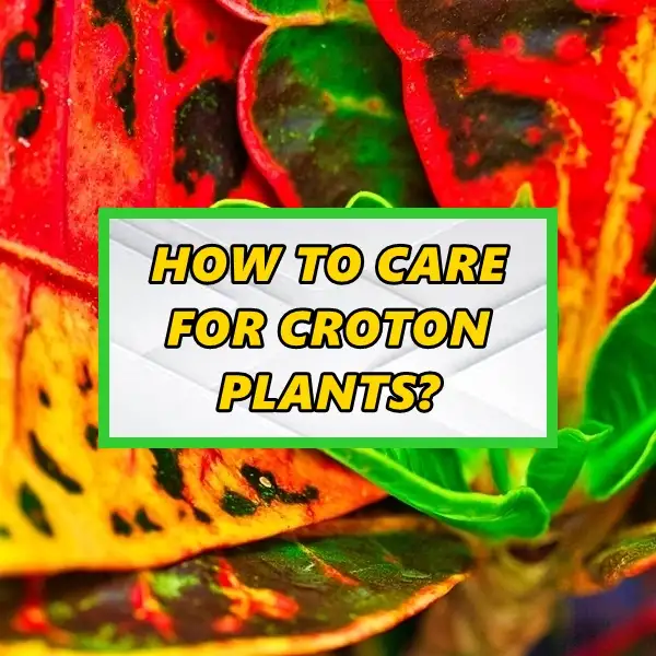 how to care for croton plants all factors