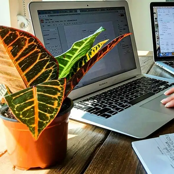 how to care for croton plants