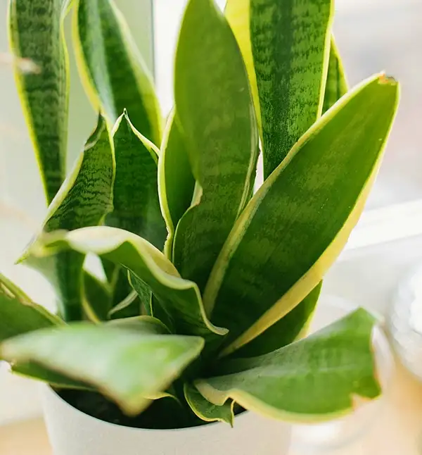 how to care for snake plants - complete guide for beginners