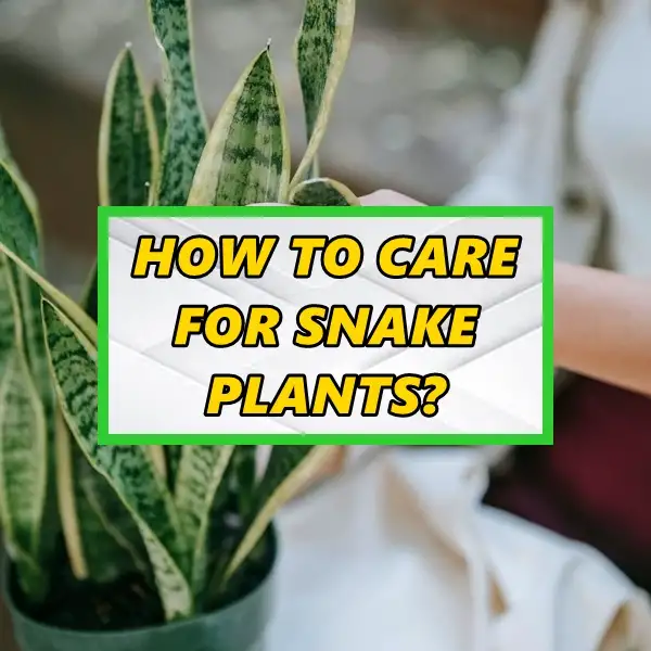 how to care for snake plants easy care guide