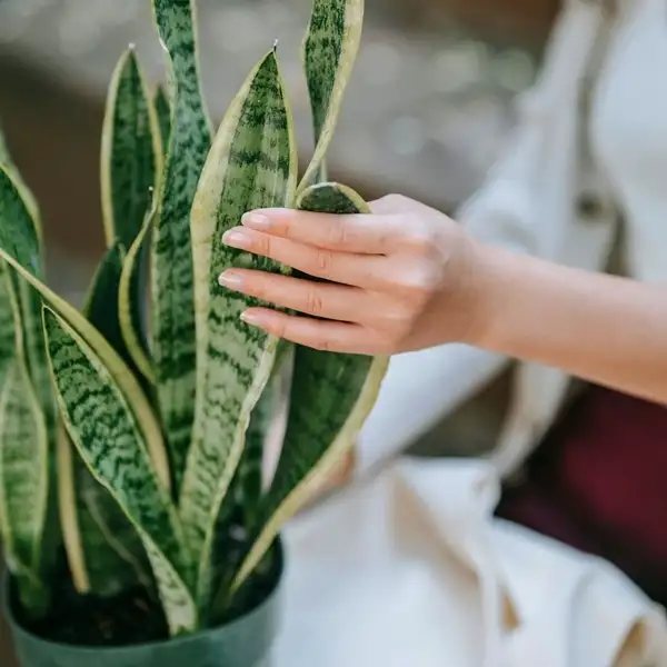 how to care for snake plants