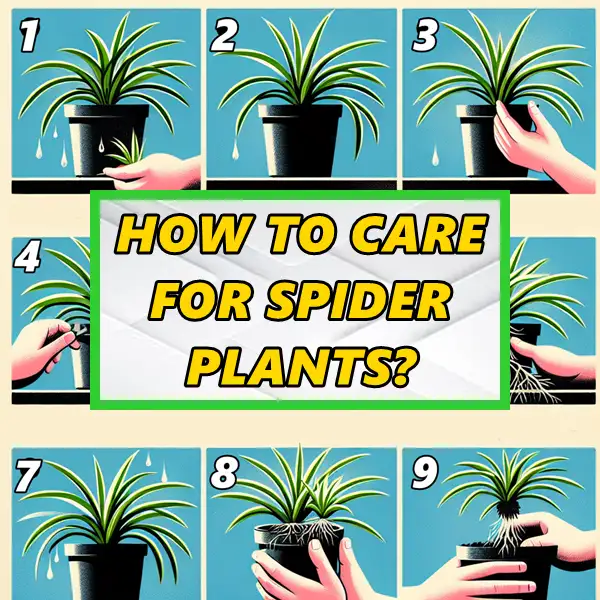 how to care for spider plants – all they need