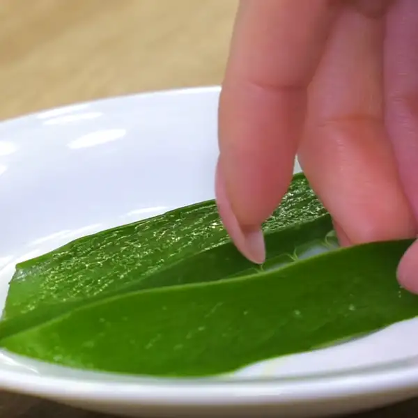 how to extract aloe vera juice