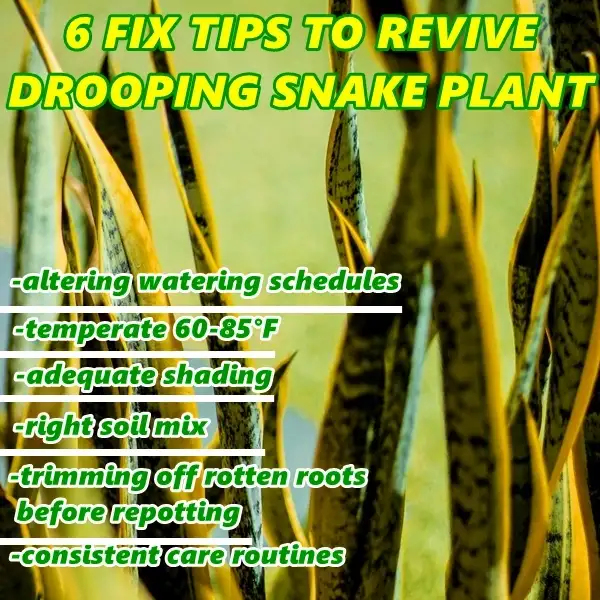 how to fix drooping snake plant leaves