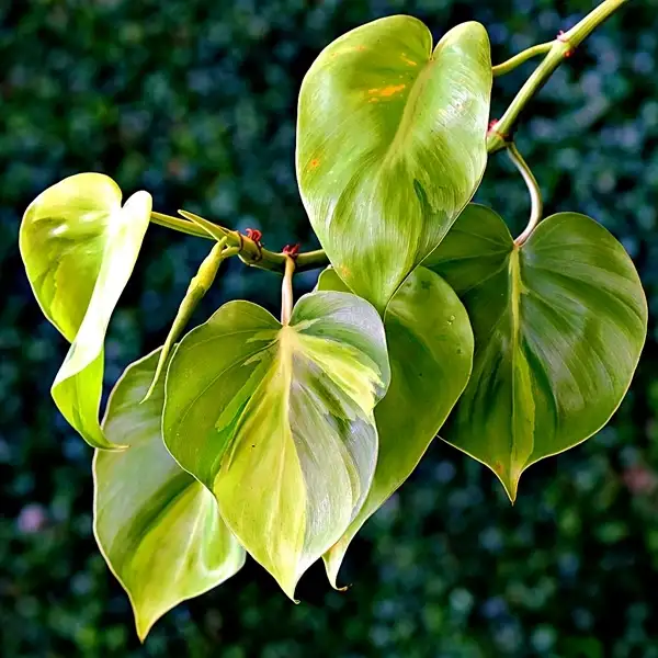 how to fix philodendron turning yellow - all causes