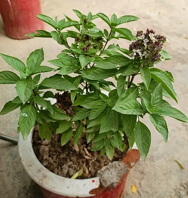 how to grow a basil at home