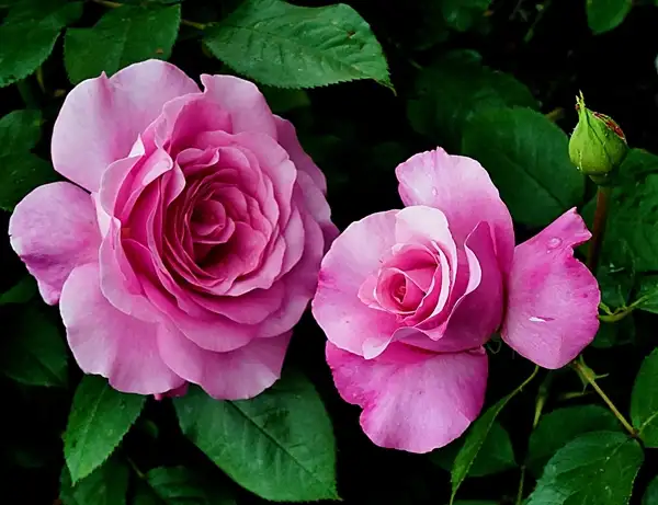how to grow a pink rose flower plant - best and easy care guide