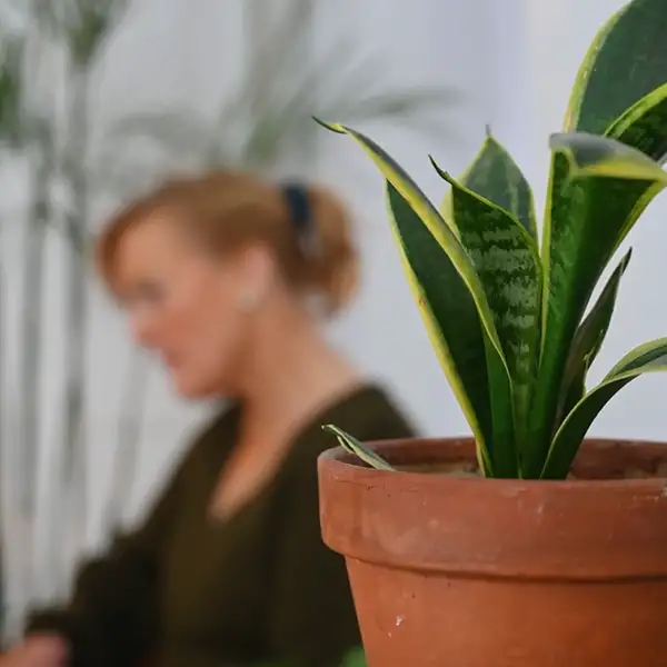 how to grow a snake plant in soil indoors