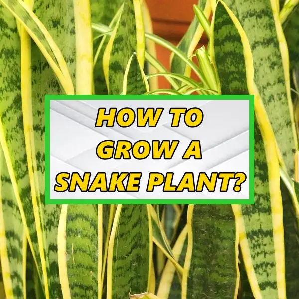 how to grow a snake plant