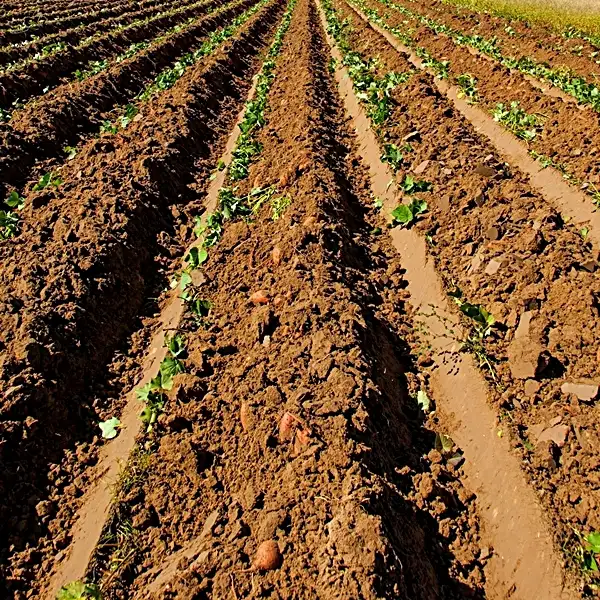 how to grow a sweet potato - easy guide for beginners