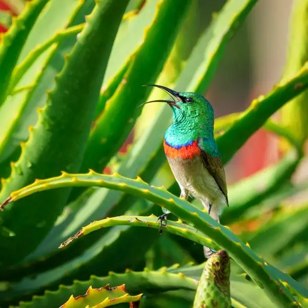 how to grow aloe vera