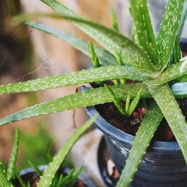 how to grow aloe vera plant indoors