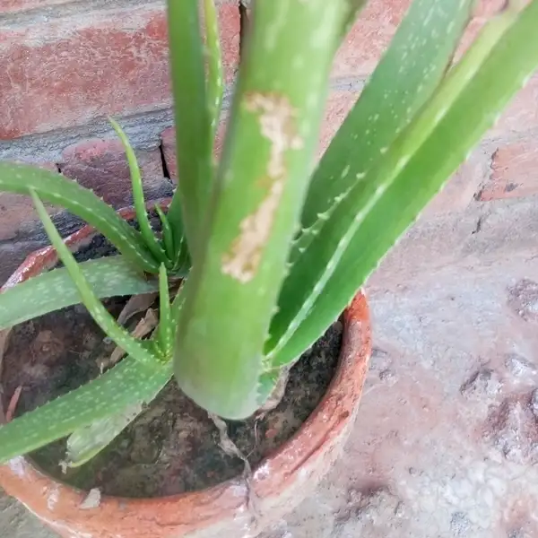 how to grow aloe vera plant