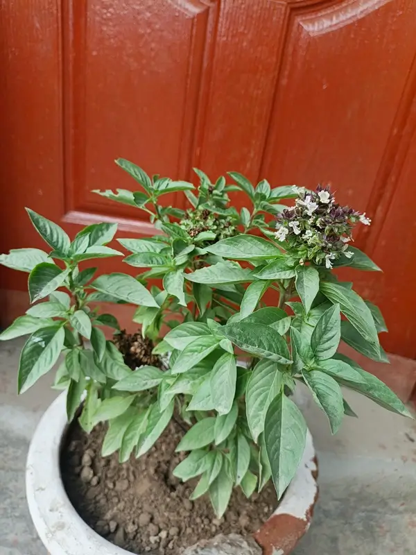 how to grow basil plant at home
