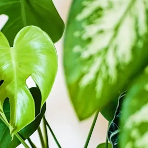 how to grow philodendrons