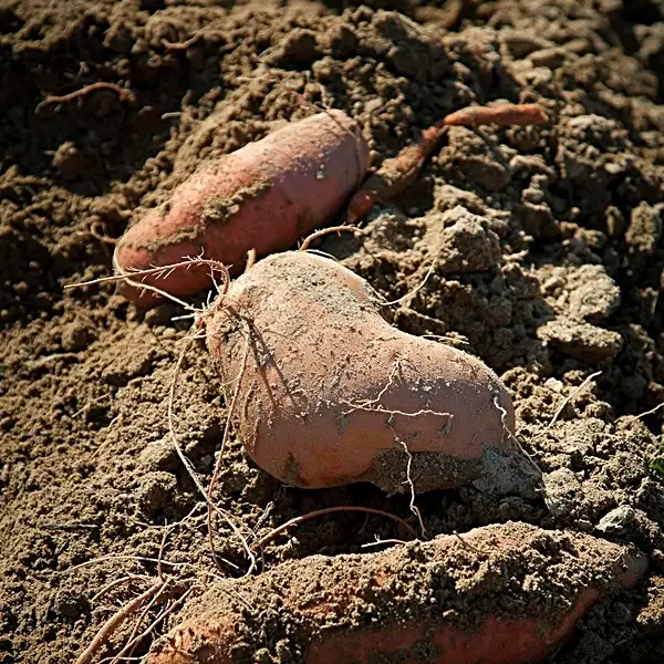 how to grow sweet potatoes in containers