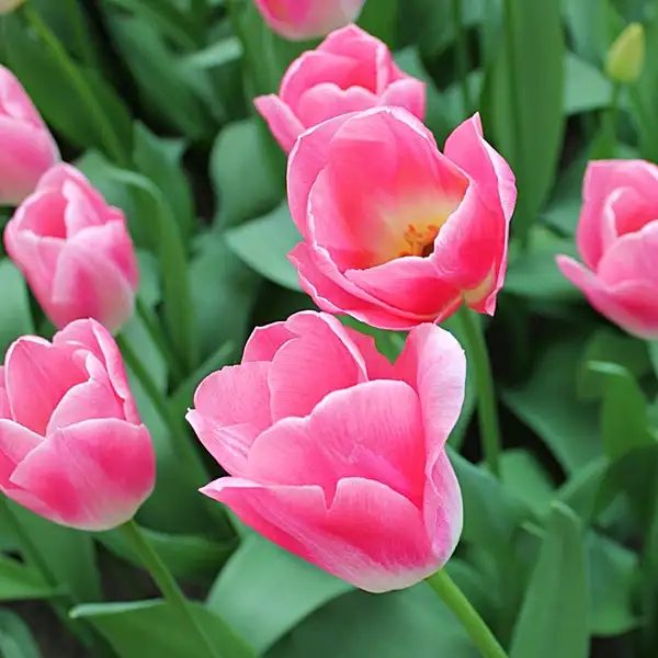 how to grow tulip flowers