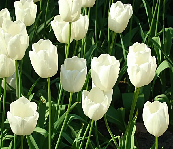 how to grow tulips indoors