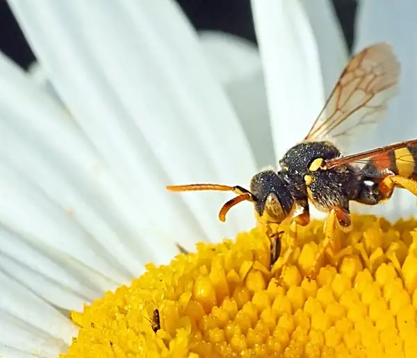 how to kill plant flies