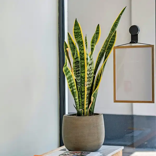 how to plant a snake plant