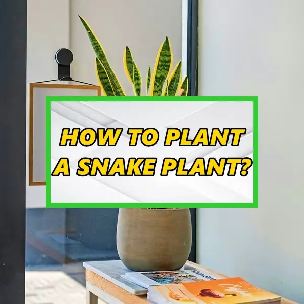 how to plant a snake plant