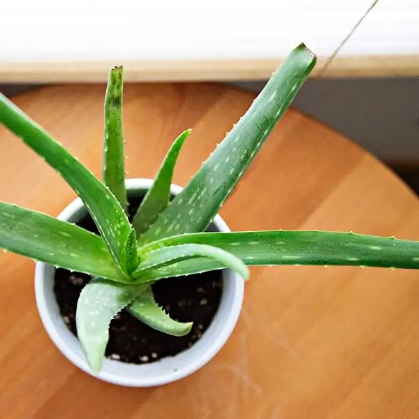 how to plant aloe vera plant