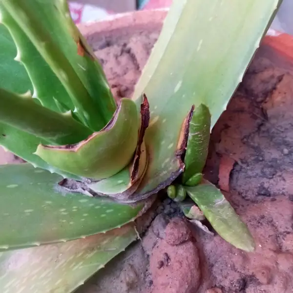 how to plant aloe vera