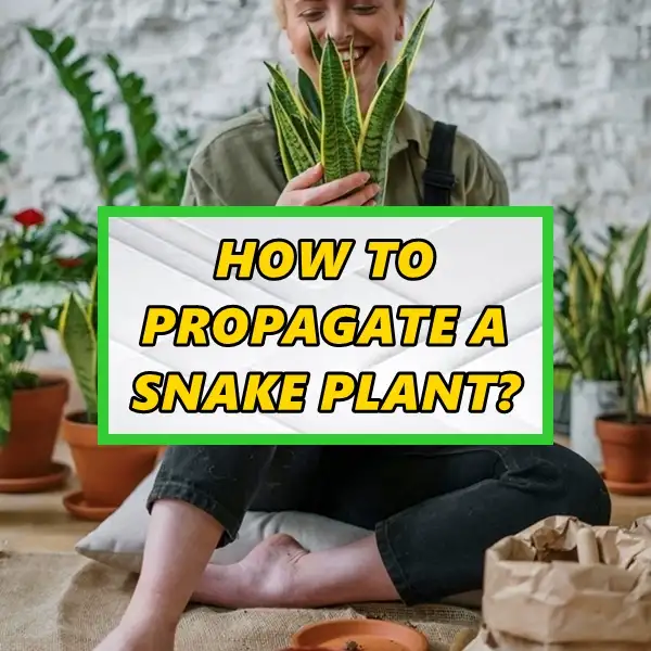 how to propagate a snake plant easy and best methods