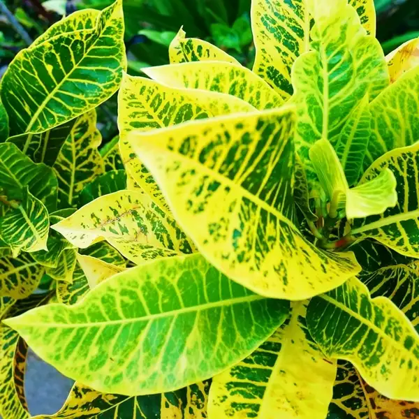 how to propagate croton plants